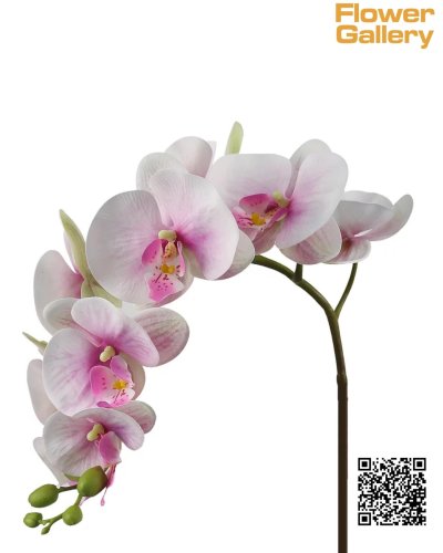 Orchid