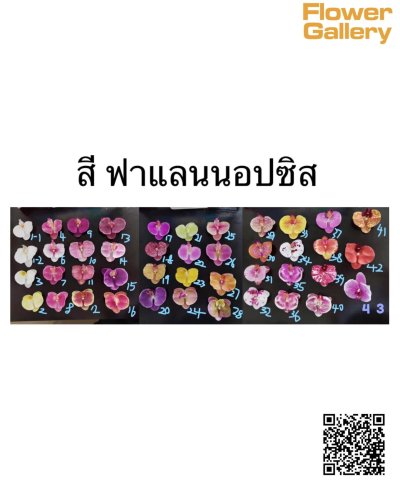 ฟาแลนนอปซิส