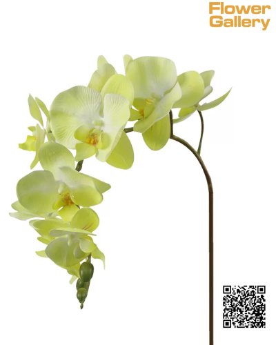 Orchid