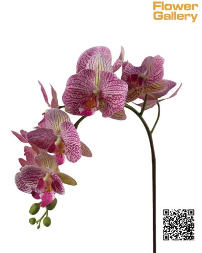 Orchid