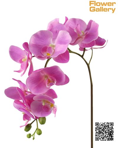 Orchid