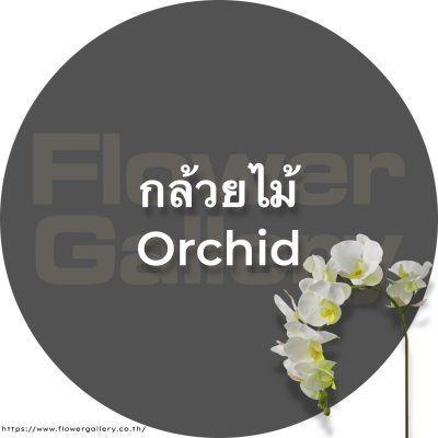 Orchid