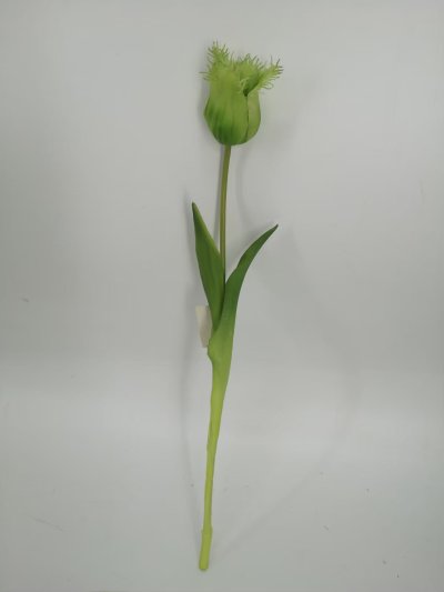 Tulip