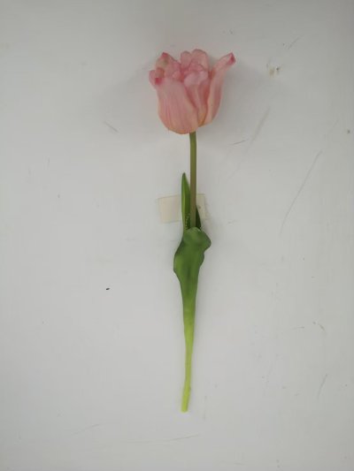 Tulip