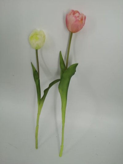 Tulip