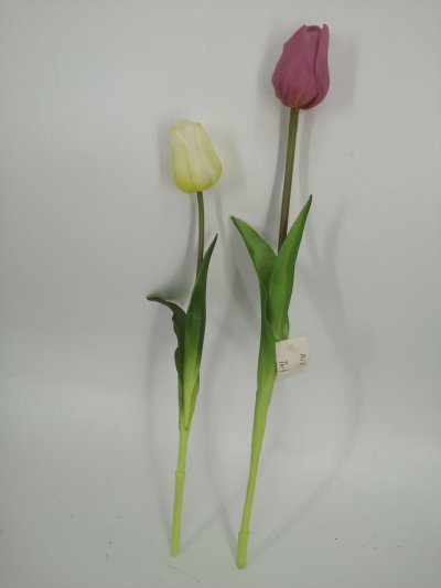 Tulip