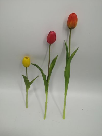 Tulip