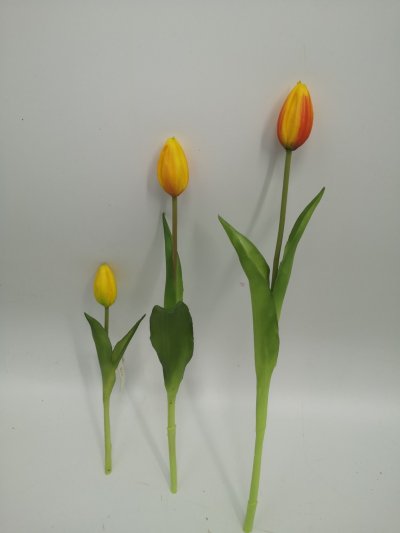 Tulip