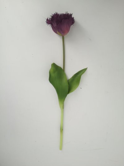 Tulip