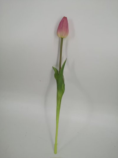 Tulip