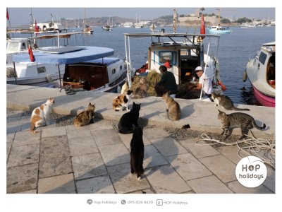 ตุรกี เมืองแมว สวรรค์ของคนรักเจ้าเหมียว