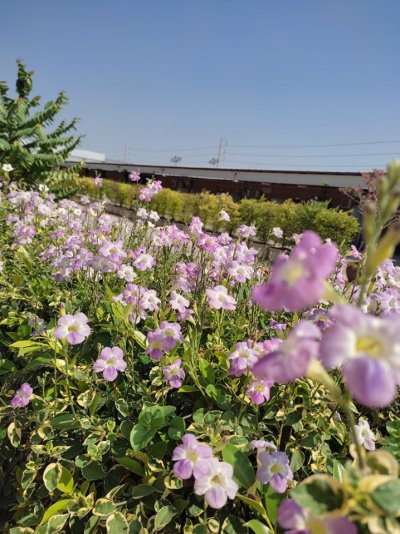 รวมภาพผึ้งหลวงรีสอร์ท