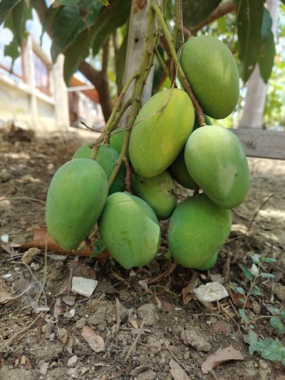 รวมภาพผึ้งหลวงรีสอร์ท