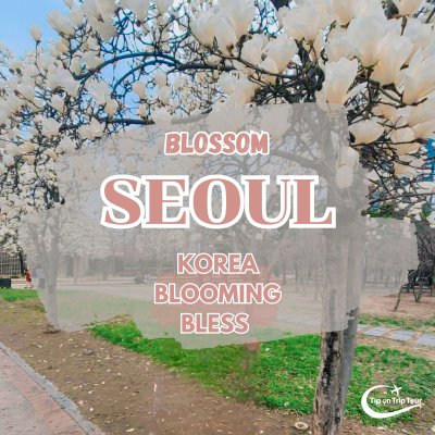 รีวิวทัวร์เกาหลี BLOOMING BLESS 5 วัน 3 คืน