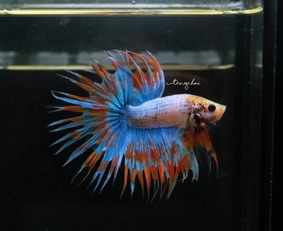 CROWNTAIL