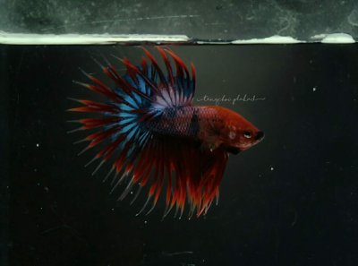 CROWNTAIL