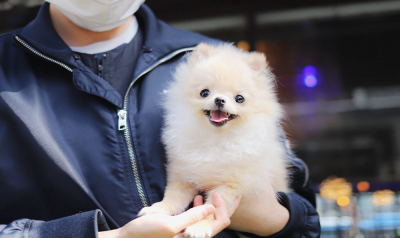 TINYBOK ขายสุนัขพันธุ์เล็ก เกรดพรีเมี่ยม นำเข้าจากประเทศเกาหลีใต้