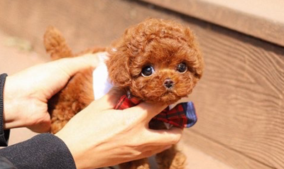 TINYBOK ขายสุนัขพันธุ์เล็ก เกรดพรีเมี่ยม นำเข้าจากประเทศเกาหลีใต้
