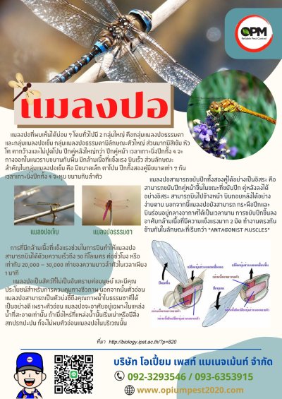 รวมโปสเตอร์ความรู้เกี่ยวกับแมลง