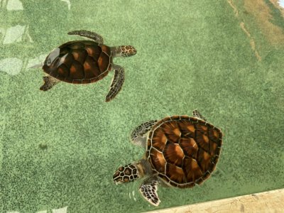 Sea Turtle Conservation Center Royal Thai Navy