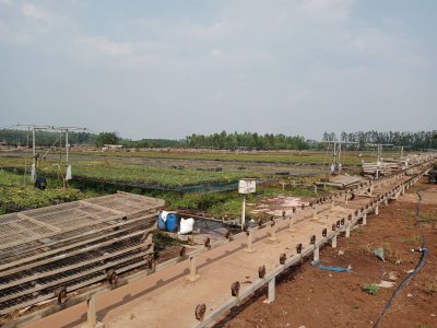 เก็บข้อมูลโรงเรือนเพาะต้นกระดาษ