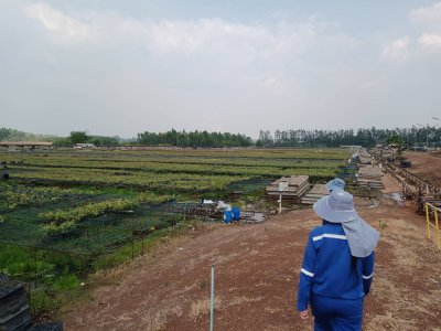 เก็บข้อมูลโรงเรือนเพาะต้นกระดาษ