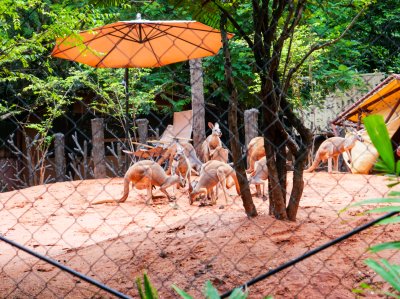 ทัศนศึกษาระดับประถมศึกษาปีที่ 1-6 ณ ซาฟารีเวิลด์
