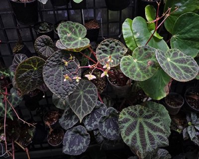 Begonia, rare begonia