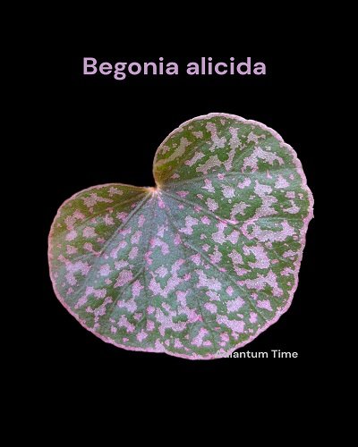 Begonia alicida