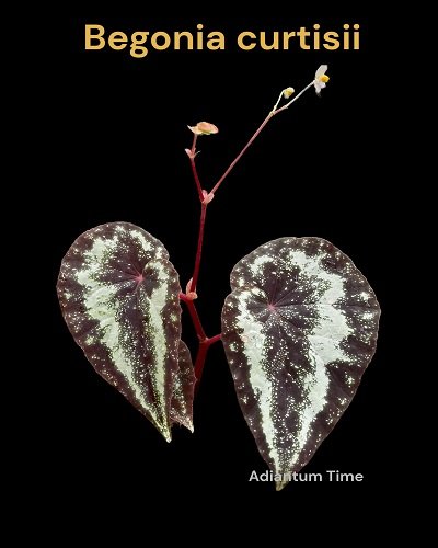 Begonia curtisii