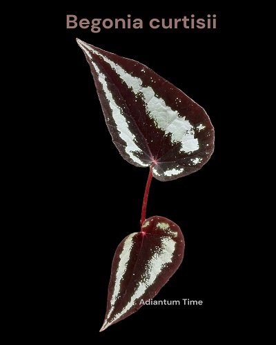 Begonia curtisii