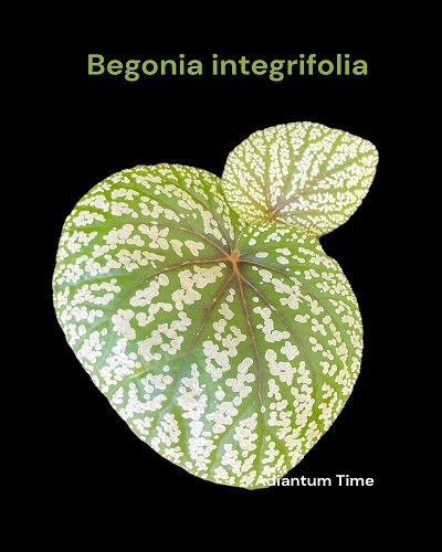 Begonia integrifolia