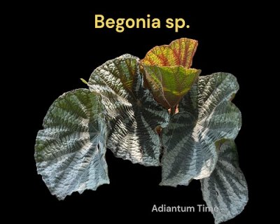 Begonia sp.