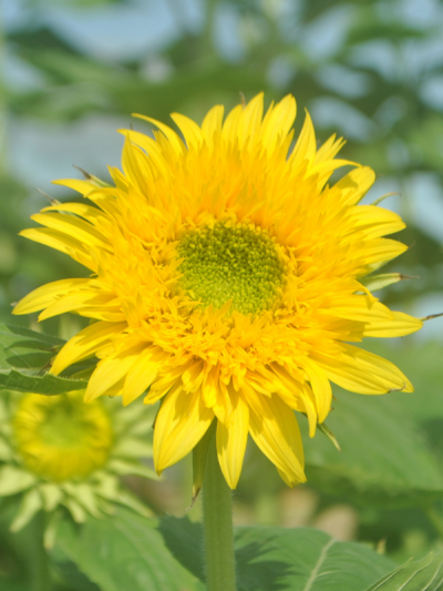 Helianthus F1