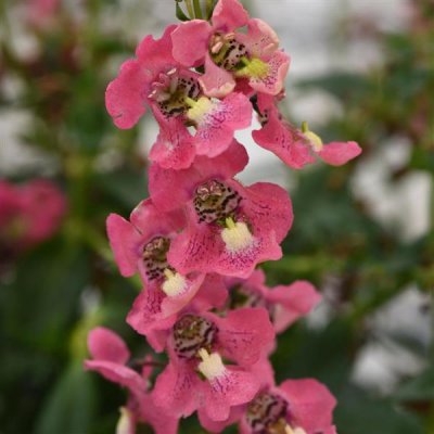 Angelonia Coral
