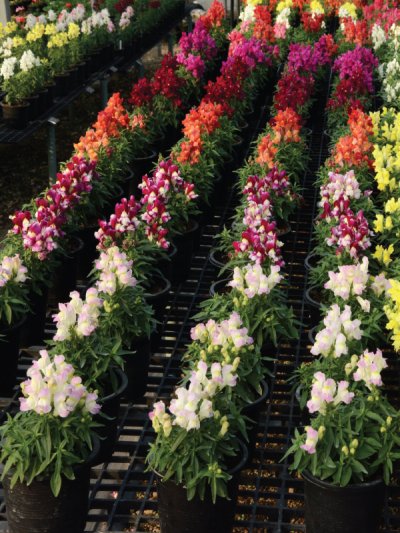 Floral Shower Floral Shower