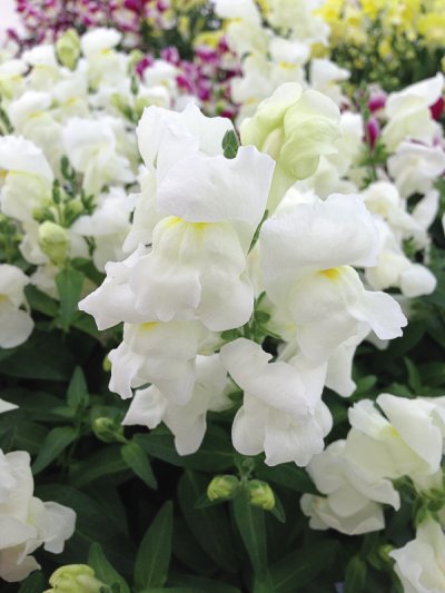 Floral Shower Floral Shower