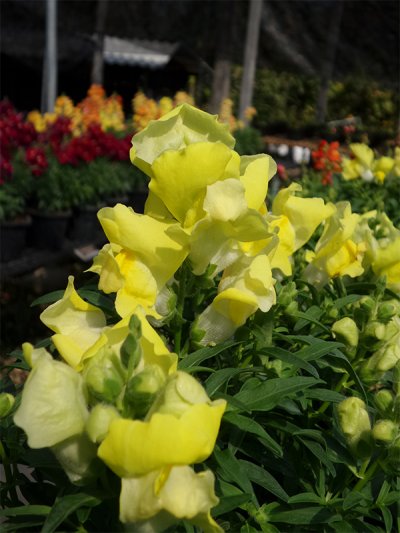 Floral Shower Floral Shower