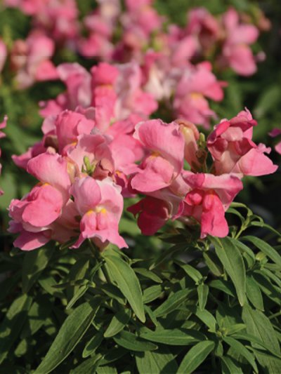 Floral Shower Floral Shower