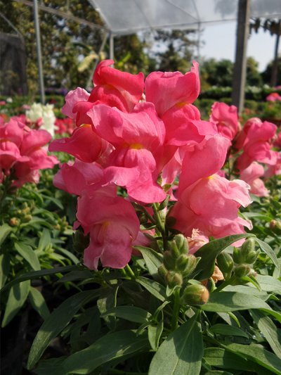 Floral Shower Floral Shower