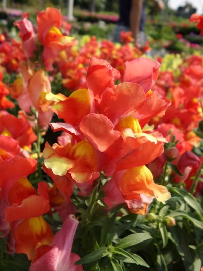 Floral Shower Floral Shower