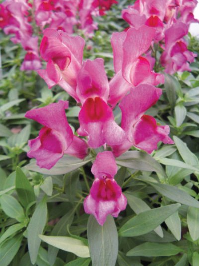 Floral Shower Floral Shower