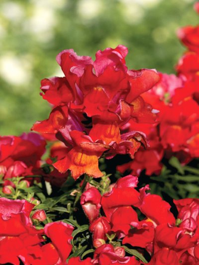 Floral Shower Floral Shower