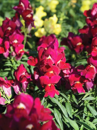 Floral Shower Floral Shower