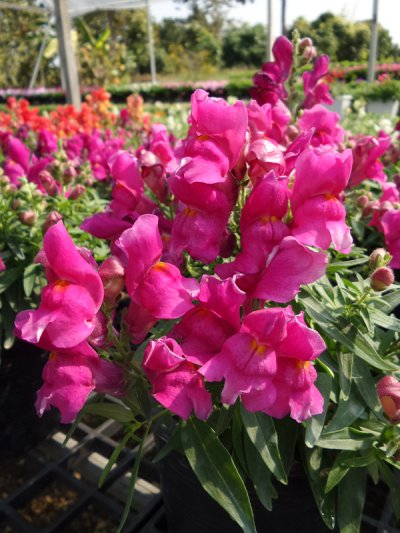 Floral Shower Floral Shower