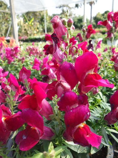 Floral Shower Floral Shower