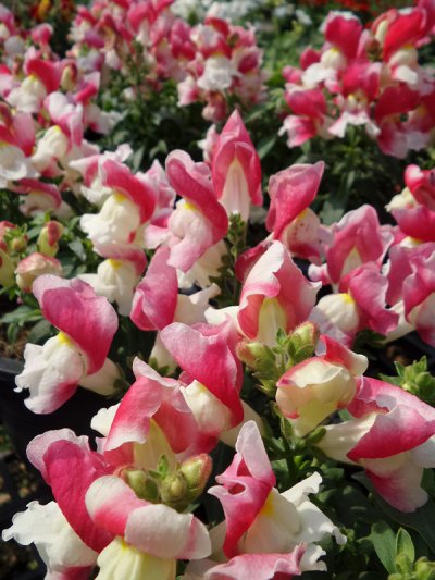 Floral Shower Floral Shower