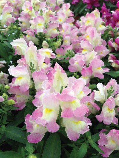 Floral Shower Floral Shower