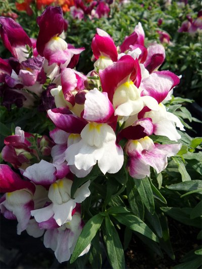 Floral Shower Floral Shower