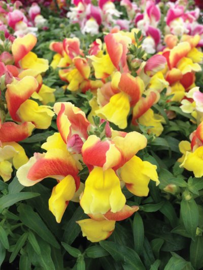 Floral Shower Floral Shower